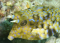 Cow fish on the run, great reflection of the eye.