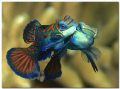 Lovestory
Mating Mandarinfishes