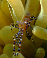 Spotted Cleaner Shrimp  Periclimenes yucatanicus
Ol Blue / Tolo Bonaire N.A.
The sand flats on the swim out to the wall are one of my favorite Macro sites.  60mm