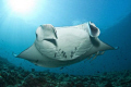 I took the picture in the Maldives in April 2011.
The manta was just above me and took the roll of a modeller.