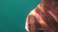 This photo was taken with a Canon G12 Camera while snorkeling in the Arabian Sea, Musandam Area.
The photo hasn't been edited yet.