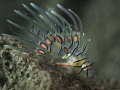 Baby Lionfish
