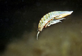 Baltic brackish water isopod. Saduria entomon
