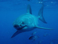 shot taken while diving with Rodney Fox shark expeditions Port Lincoln Sth Australia.