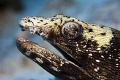 Canon 40d/ Ikelite housing with 60mm macro lens.
Shot of a snake eel that was lying in the sand.
Taken in Bonaire spring 2011