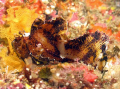 Great Camouflage, Canon G10 DS51