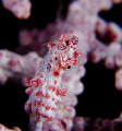 Pigmy seahorse