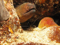 Marine Life - Moray Eel surrounded with shrimps. Photo taken in Caban Cove Dive Site, Anilao, Mabini, Batangas, Philippines. Using Canon G10 with Ikelite AF35 Strobes