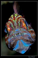 Cardinal fish hatching :-D