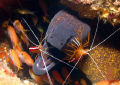 Morning clean for this Moray