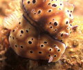 Was busy focusing on getting a good shot of the nudi branch and didn't notice a hitchhiker onboard. Only upon reviewing my pictures back on the boat did i notice this little guy well hidden between it's hosts!