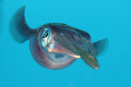followed a group of caribbean reef squid for a while, before getting a few shots off... this one was cropped...