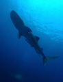 Underwater explorer- Canon G10