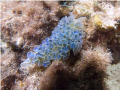 Shore diving in Curacao: F8.1, 1/180, ISO 200
