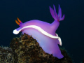 Loud and Proud!

Nudi taken in late afternoon on Sibuan Island in the Celebes Sea not far from Sipadan. Canon G9 and internal flash