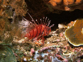 hide & seek.. find another lion fish.. using G11 with strobe DS51