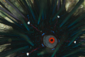 Diadema Sea Urchin D700 105mm+ 2XTC