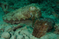 Cuttlefish Friends.
Subal D700 @ F20 1/100 ISO 200, 17-35mm @ 35mm, 2X Inon Z240 about 1/3 power