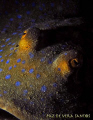 Lighting of the blue spotted stingray was difficult and limited to the foreground since it was hiding in a crevice.