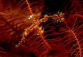 ghostpipefish