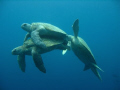 I'd been diving at Sipadan with hundreds of turtles for over four months before I stumbled upon these three! I don't know the full story but the fella at the back was obviously jealous and very keen to get involved!