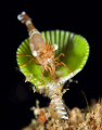 Jumping Shrimp