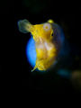 Ribbon Eel close up