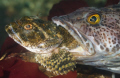 Hungry Lingcod
Puget Sound, Washington, U.S.A.