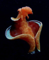 Spanish Dancer, Milne Bay PNG. Camera Olympus SP 550 UZ compact, Olympus strobe.