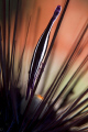 Sea Urchin Shrimp