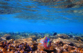 shoal