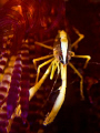 Squat Lobster on Fire Urchin