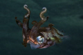 Salt Pier - Bonaire - Reef Squid during a night dive.
