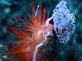 Nudi with eggs..