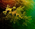 Leafy Seadragon, Tumby Bay, Sth Australia.