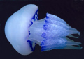 blue jelly