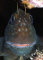 Red-lipped blenny. I had to hypnotize it to take the photograph.
