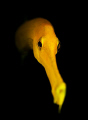 Yellow Trumpet  Fish