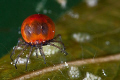 Wassermilbe - Hydrodroma - very special and very small. Maybe 2mm