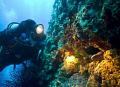 match divers and murine