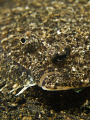 Flounder