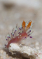 Saw this little guy rolling around the sand from the swell. As he/she found its footing I took the photo. It is tough out there being small.