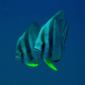 This is the Mirror effect of a friendly and curious Batfish couple! Taken in Perhentian Islands, Malaysia, on the Secret Wreck alias Fish Heaven Dive site.