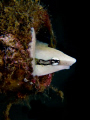 Blenny play peek a boo