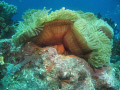 Anemone in current.
f/6.3, 1/125 iso 200, inon single strobe.