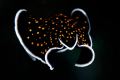 landing flatworm