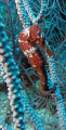 Roatan Sea Horse
