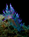 Punky Flabellina!! 
Taken on Vietnamese Ship Wreck in Perhentian Island, Malaysia. Camera: Canon G12, casing from Canon, Strobe S-2000 Inon. 1-60 sec f; 2.8 Focal Lenght 7.41 mm ISO 500