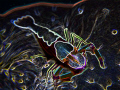 Emperor Shrimp