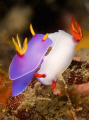 Pair of hypselodoris bullocki mating.
Lembeh Strait, Sulawesi, Indonesia